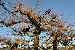 Winter-Linde, Tilia cordata, Tiliaceae, Tilia cordata, Winter-Linde, Habitus Kauf von 00979_tilia_cordata_dsc_1378.jpg