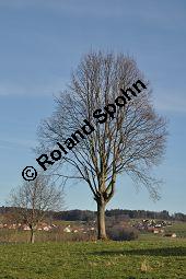 Winter-Linde, Tilia cordata, Tiliaceae, Tilia cordata, Winter-Linde, Habitus Kauf von 00979_tilia_cordata_dsc_1412.jpg