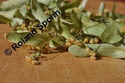 Winter-Linde, Tilia cordata, Tiliaceae, Tilia cordata, Winter-Linde, Habitus Kauf von 00979_tilia_cordata_dsc_5376.jpg