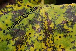 Winter-Linde, Tilia cordata, Tiliaceae, Tilia cordata, Winter-Linde, Habitus Kauf von 00979_tilia_cordata_dsc_6139.jpg