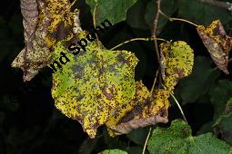 Winter-Linde, Tilia cordata, Tiliaceae, Tilia cordata, Winter-Linde, Habitus Kauf von 00979_tilia_cordata_dsc_6140.jpg