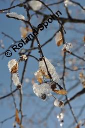 Winter-Linde, Tilia cordata, Tiliaceae, Tilia cordata, Winter-Linde, Habitus Kauf von 00979_tilia_cordata_dsc_8159.jpg