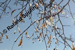 Winter-Linde, Tilia cordata, Tiliaceae, Tilia cordata, Winter-Linde, Habitus Kauf von 00979_tilia_cordata_dsc_8160.jpg