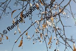 Winter-Linde, Tilia cordata, Tiliaceae, Tilia cordata, Winter-Linde, Habitus Kauf von 00979_tilia_cordata_dsc_8160.jpg