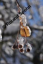 Winter-Linde, Tilia cordata, Tiliaceae, Tilia cordata, Winter-Linde, Habitus Kauf von 00979_tilia_cordata_dsc_8163.jpg