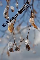 Winter-Linde, Tilia cordata, Tiliaceae, Tilia cordata, Winter-Linde, Habitus Kauf von 00979_tilia_cordata_dsc_8164.jpg