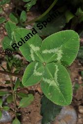 Wiesen-Klee, Rot-Klee, Trifolium pratense, Fabaceae, Trifolium pratense, Wiesen-Klee, Rot-Klee, Blühend Kauf von 00983_trifolium_pratense_dsc_1267.jpg