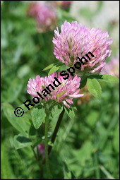 Wiesen-Klee, Rot-Klee, Trifolium pratense, Fabaceae, Trifolium pratense, Wiesen-Klee, Rot-Klee, Blühend Kauf von 00983trifolium_pratenseimg_3667.jpg