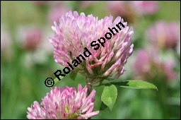 Wiesen-Klee, Rot-Klee, Trifolium pratense, Fabaceae, Trifolium pratense, Wiesen-Klee, Rot-Klee, Blühend Kauf von 00983trifolium_pratenseimg_3668.jpg