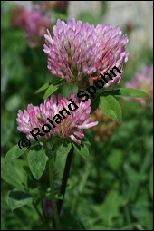 Wiesen-Klee, Rot-Klee, Trifolium pratense, Fabaceae, Trifolium pratense, Wiesen-Klee, Rot-Klee, Blühend Kauf von 00983trifolium_pratenseimg_3669.jpg