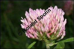 Wiesen-Klee, Rot-Klee, Trifolium pratense, Fabaceae, Trifolium pratense, Wiesen-Klee, Rot-Klee, Blhend Kauf von 00983trifolium_pratenseimg_3671.jpg