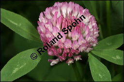 Wiesen-Klee, Rot-Klee, Trifolium pratense, Fabaceae, Trifolium pratense, Wiesen-Klee, Rot-Klee, Blühend Kauf von 00983trifolium_pratenseimg_3687.jpg