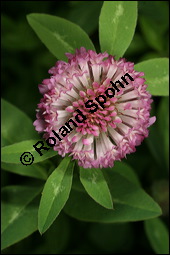 Wiesen-Klee, Rot-Klee, Trifolium pratense, Fabaceae, Trifolium pratense, Wiesen-Klee, Rot-Klee, Blhend Kauf von 00983trifolium_pratenseimg_3689.jpg