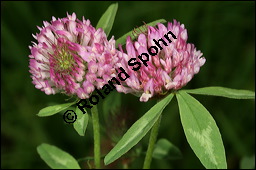 Wiesen-Klee, Rot-Klee, Trifolium pratense, Fabaceae, Trifolium pratense, Wiesen-Klee, Rot-Klee, Blhend Kauf von 00983trifolium_pratenseimg_3690.jpg