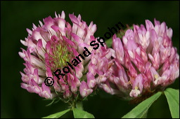 Wiesen-Klee, Rot-Klee, Trifolium pratense, Fabaceae, Trifolium pratense, Wiesen-Klee, Rot-Klee, Blhend Kauf von 00983trifolium_pratenseimg_3691.jpg