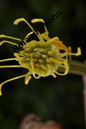 Trollblume, Trollius europaeus, Ranunculaceae, Trollius europaeus, Trollblume, Blüte Kauf von 00986_trollius_europaeus_dsc_1516.jpg