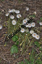 Huflattich, Tussilago farfara, Asteraceae, Tussilago farfara, Huflattich, Blattrand Kauf von 00989_tussilago_farfara_dsc_3498.jpg