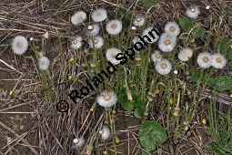 Huflattich, Tussilago farfara, Asteraceae, Tussilago farfara, Huflattich, Blattrand Kauf von 00989_tussilago_farfara_dsc_3499.jpg