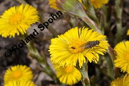 Huflattich, Tussilago farfara, Asteraceae, Tussilago farfara, Huflattich, Blattrand Kauf von 00989_tussilago_farfara_dsc_8697.jpg