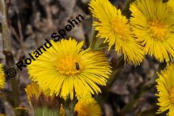 Huflattich, Tussilago farfara, Asteraceae, Tussilago farfara, Huflattich, Blattrand Kauf von 00989_tussilago_farfara_dsc_8698.jpg