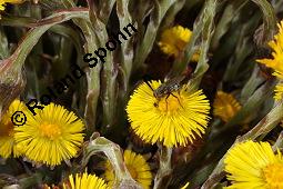 Huflattich, Tussilago farfara, Asteraceae, Tussilago farfara, Huflattich, Blattrand Kauf von 00989_tussilago_farfara_dsc_8699.jpg