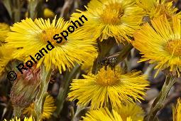 Huflattich, Tussilago farfara, Asteraceae, Tussilago farfara, Huflattich, Blattrand Kauf von 00989_tussilago_farfara_dsc_8701.jpg