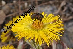 Huflattich, Tussilago farfara, Asteraceae, Tussilago farfara, Huflattich, Blattrand Kauf von 00989_tussilago_farfara_dsc_8702.jpg