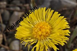 Huflattich, Tussilago farfara, Asteraceae, Tussilago farfara, Huflattich, Blattrand Kauf von 00989_tussilago_farfara_dsc_8703.jpg