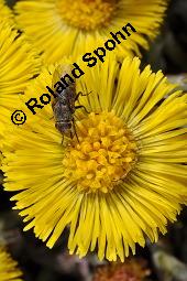 Huflattich, Tussilago farfara, Asteraceae, Tussilago farfara, Huflattich, Blattrand Kauf von 00989_tussilago_farfara_dsc_8704.jpg