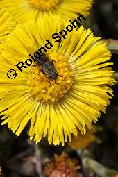 Huflattich, Tussilago farfara, Asteraceae, Tussilago farfara, Huflattich, Blattrand Kauf von 00989_tussilago_farfara_dsc_8705.jpg