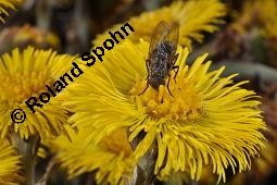 Huflattich, Tussilago farfara, Asteraceae, Tussilago farfara, Huflattich, Blattrand Kauf von 00989_tussilago_farfara_dsc_8706.jpg