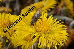 Huflattich, Tussilago farfara, Asteraceae, Tussilago farfara, Huflattich, Blattrand Kauf von 00989_tussilago_farfara_dsc_8707.jpg