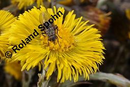 Huflattich, Tussilago farfara, Asteraceae, Tussilago farfara, Huflattich, Blattrand Kauf von 00989_tussilago_farfara_dsc_8708.jpg