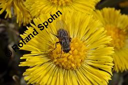 Huflattich, Tussilago farfara, Asteraceae, Tussilago farfara, Huflattich, Blattrand Kauf von 00989_tussilago_farfara_dsc_8711.jpg