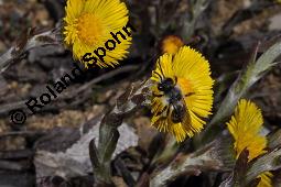 Huflattich, Tussilago farfara, Asteraceae, Tussilago farfara, Huflattich, Blattrand Kauf von 00989_tussilago_farfara_dsc_8723.jpg