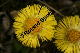 Huflattich, Tussilago farfara, Asteraceae, Tussilago farfara, Huflattich, Blattrand Kauf von 00989tussilaga_farfaraimg_6356.jpg