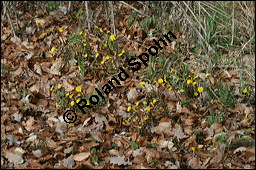 Huflattich, Tussilago farfara, Asteraceae, Tussilago farfara, Huflattich, Blattrand Kauf von 00989tussilago_farfaraimg_6150.jpg