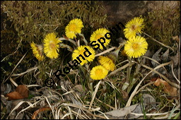 Huflattich, Tussilago farfara, Asteraceae, Tussilago farfara, Huflattich, Blattrand Kauf von 00989tussilago_farfaraimg_6353.jpg