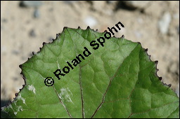 Huflattich, Tussilago farfara, Asteraceae, Tussilago farfara, Huflattich, Blattrand Kauf von 00989tussilago_farfaraimg_8121.jpg