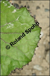 Huflattich, Tussilago farfara, Asteraceae, Tussilago farfara, Huflattich, Blattrand Kauf von 00989tussilago_farfaraimg_8122.jpg