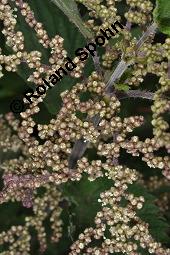 Große Brennnessel, Urtica dioica, Urticaceae, Urtica dioica, Große Brennnessel, Blühend Kauf von 00995_urtica_dioica_dsc_4079.jpg