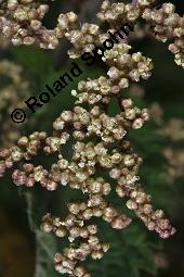 Große Brennnessel, Urtica dioica, Urticaceae, Urtica dioica, Große Brennnessel, Blühend Kauf von 00995_urtica_dioica_dsc_4080.jpg