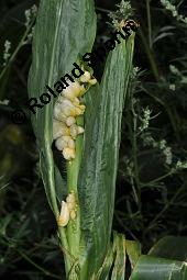 Mais-Beulenbrand, Maisbrand, Ustilago maydis, Ustilago maydis, Mais-Beulenbrand, Maisbrand, Basidiomyceten, Sporenlager, auf Zea mays, Mais Kauf von 00998_ustilago_maydis_dsc_6163.jpg