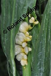 Mais-Beulenbrand, Maisbrand, Ustilago maydis, Ustilago maydis, Mais-Beulenbrand, Maisbrand, Basidiomyceten, Sporenlager, auf Zea mays, Mais Kauf von 00998_ustilago_maydis_dsc_6164.jpg