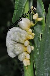 Mais-Beulenbrand, Maisbrand, Ustilago maydis, Ustilago maydis, Mais-Beulenbrand, Maisbrand, Basidiomyceten, Sporenlager, auf Zea mays, Mais Kauf von 00998_ustilago_maydis_dsc_6165.jpg