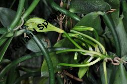 Echte Vanille, Bourbon-Vanille, Vanilla planifolia, Vanilla fragrans, Vanilla planifolia, Vanilla fragrans, Echte Vanille, Bourbon-Vanille, Orchidaceae, Knospend Kauf von 01002_vanilla_planifolia_dsc_5069.jpg