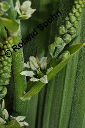 Weißer Germer, Gewöhnlicher Germer, Veratrum album, Veratrum album, Weißer Germer, Gewöhnlicher Germer, Melanthiaceae, Blühend Kauf von 01003_veratrum_album_dsc_0873.jpg