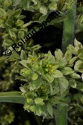 Weißer Germer, Gewöhnlicher Germer, Veratrum album, Veratrum album, Weißer Germer, Gewöhnlicher Germer, Melanthiaceae, Blühend Kauf von 01003_veratrum_album_dsc_2461.jpg