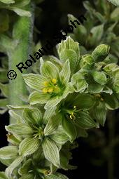 Weißer Germer, Gewöhnlicher Germer, Veratrum album, Veratrum album, Weißer Germer, Gewöhnlicher Germer, Melanthiaceae, Blühend Kauf von 01003_veratrum_album_dsc_2463.jpg