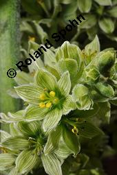 Weißer Germer, Gewöhnlicher Germer, Veratrum album, Veratrum album, Weißer Germer, Gewöhnlicher Germer, Melanthiaceae, Blühend Kauf von 01003_veratrum_album_dsc_2464.jpg